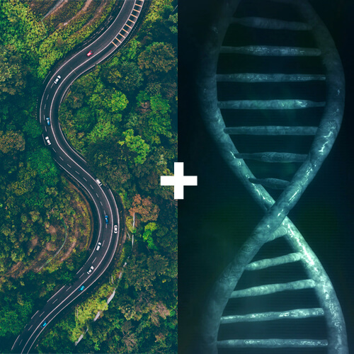 BXI DNA + winding road