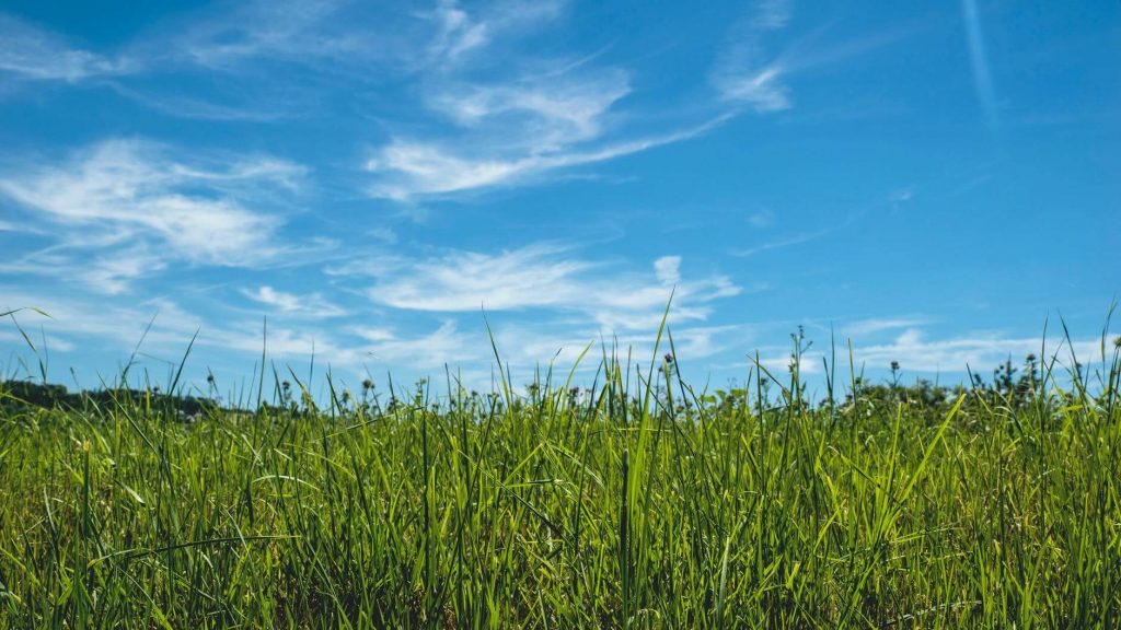 Blue skies and grass