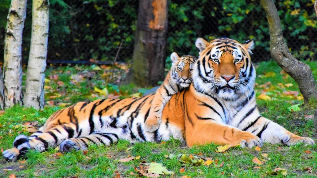 Tiger and cub