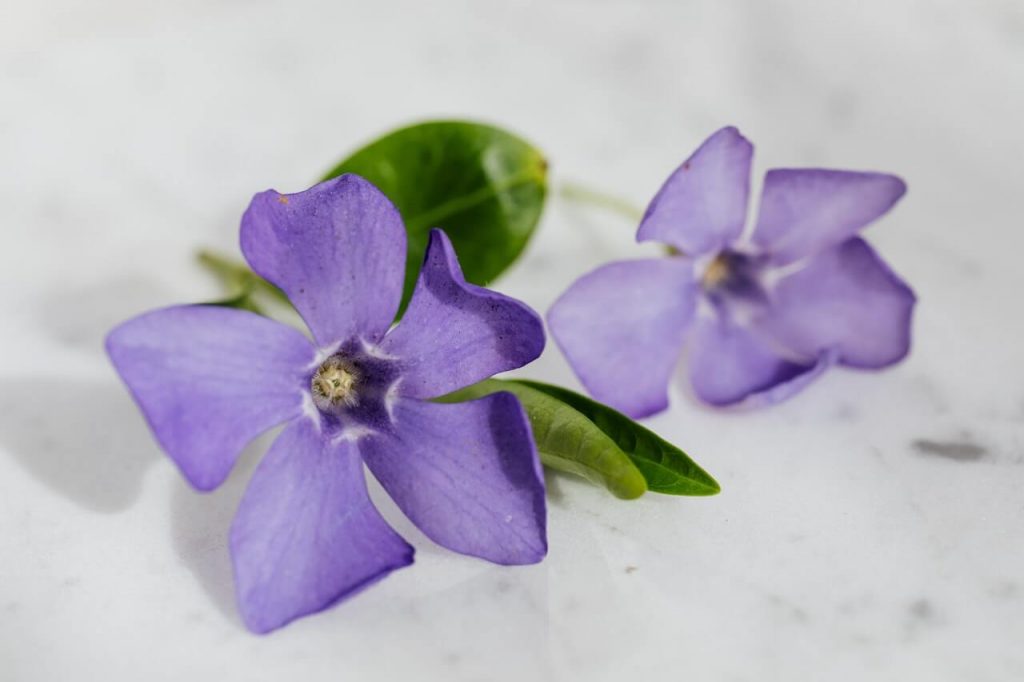 Violet flower purple